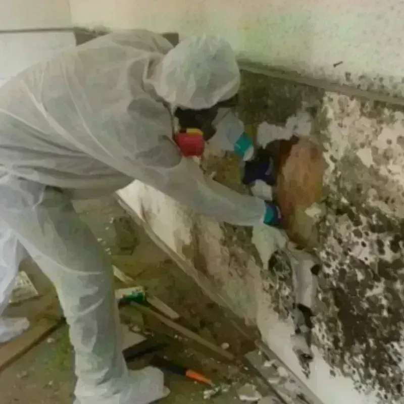 Mold Remediation and Removal in Spring Hill, TN